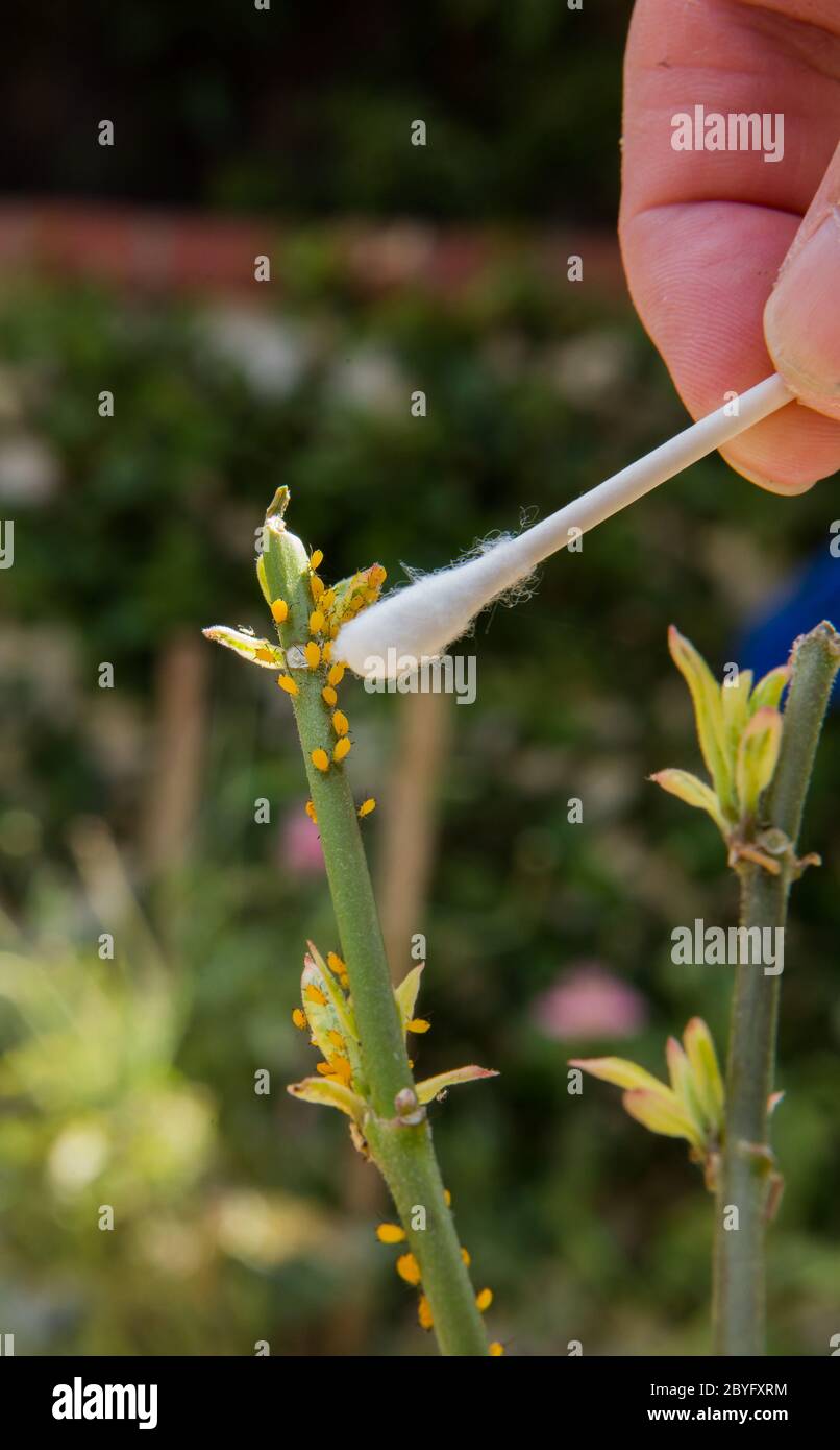 Entfernen von gelben Blattläusen aus einer Milchkrautpflanze mit Wattestäbchen in Isopropyl getaucht ( Reibalkohol ). Juni 2020 Stockfoto