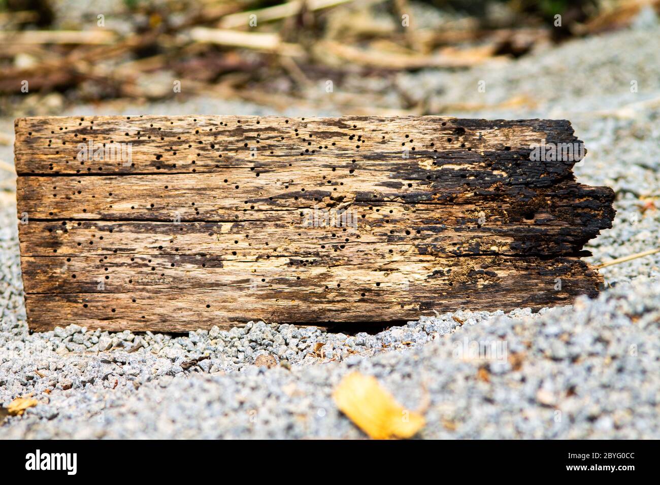 Ein verworrtes Treibholz an einem kiesigen Ufer. Stockfoto