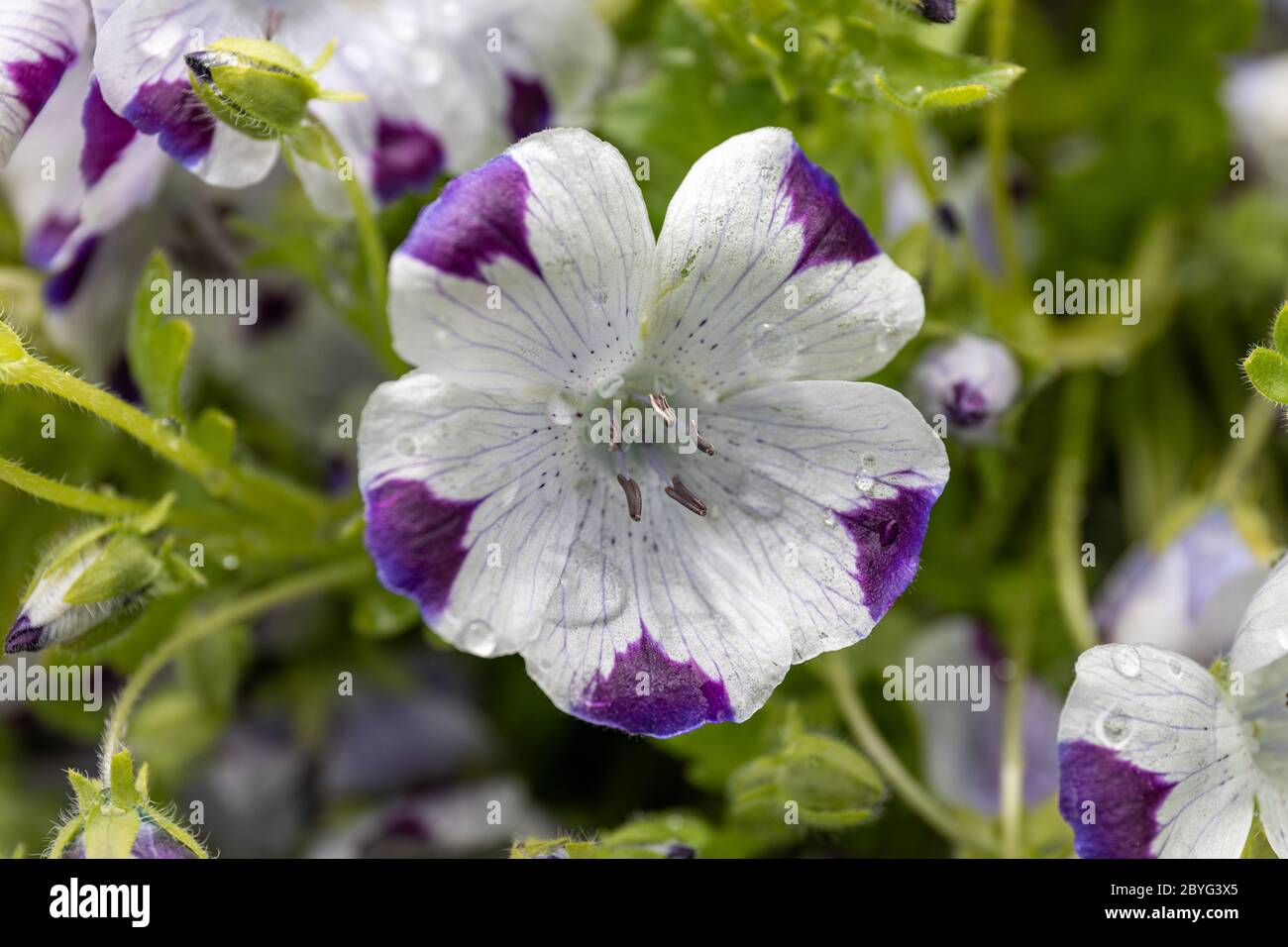 Wasserperlen auf weißer Blume mit dunklen Adern und Punkten und lila-gepunkteten Lappen. Fiespot (Nemophila maculata). Stockfoto