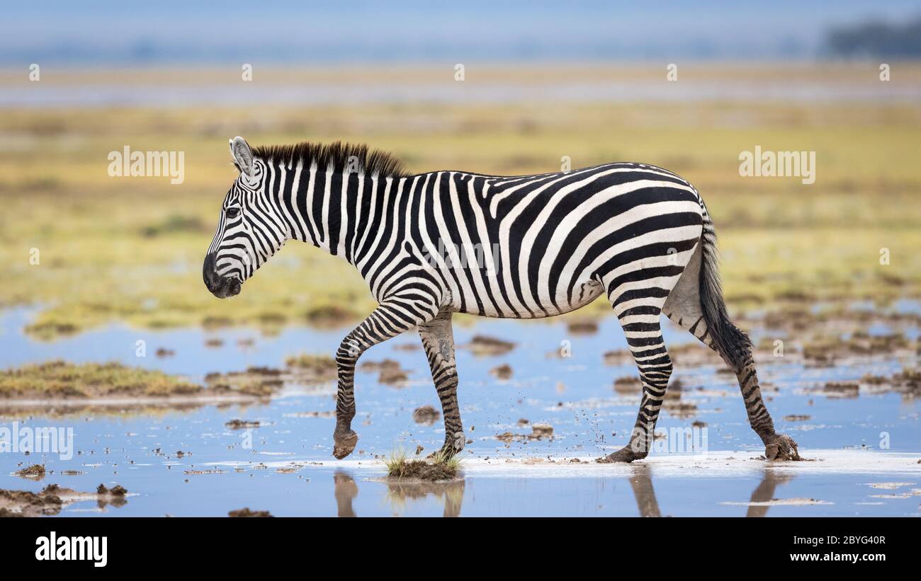 Ein Zebra für Erwachsene, das in der Regenzeit Kenia durch schlammiges Gras mit großen Wasserpaddeln im Amboseli National Park geht Stockfoto