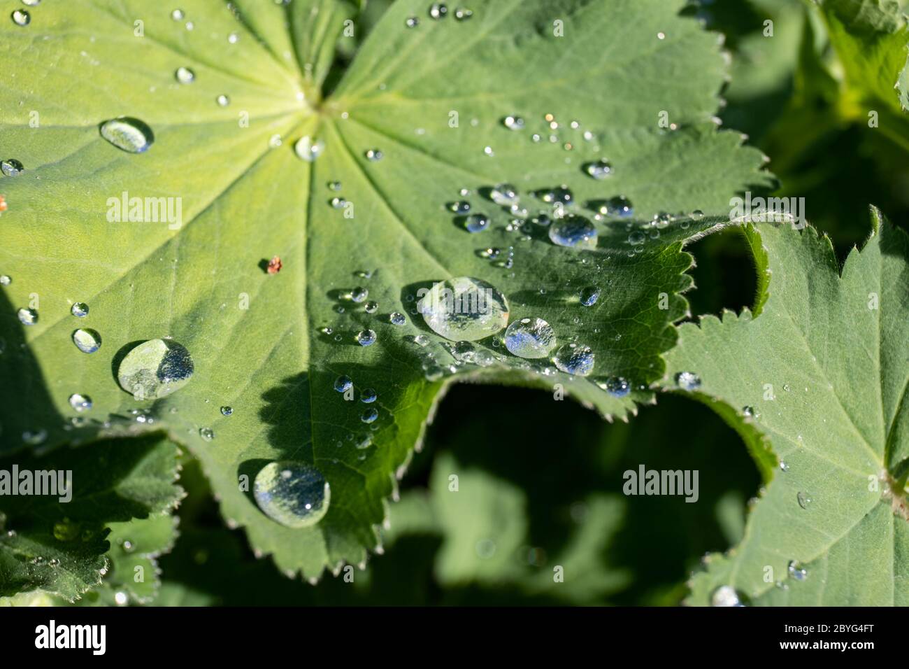 Perlen aus Wasser auf dem Blatt des Garten-Dame-Mantel (Alchemilla mollis), auch bekannt als Dame-Mantel Stockfoto