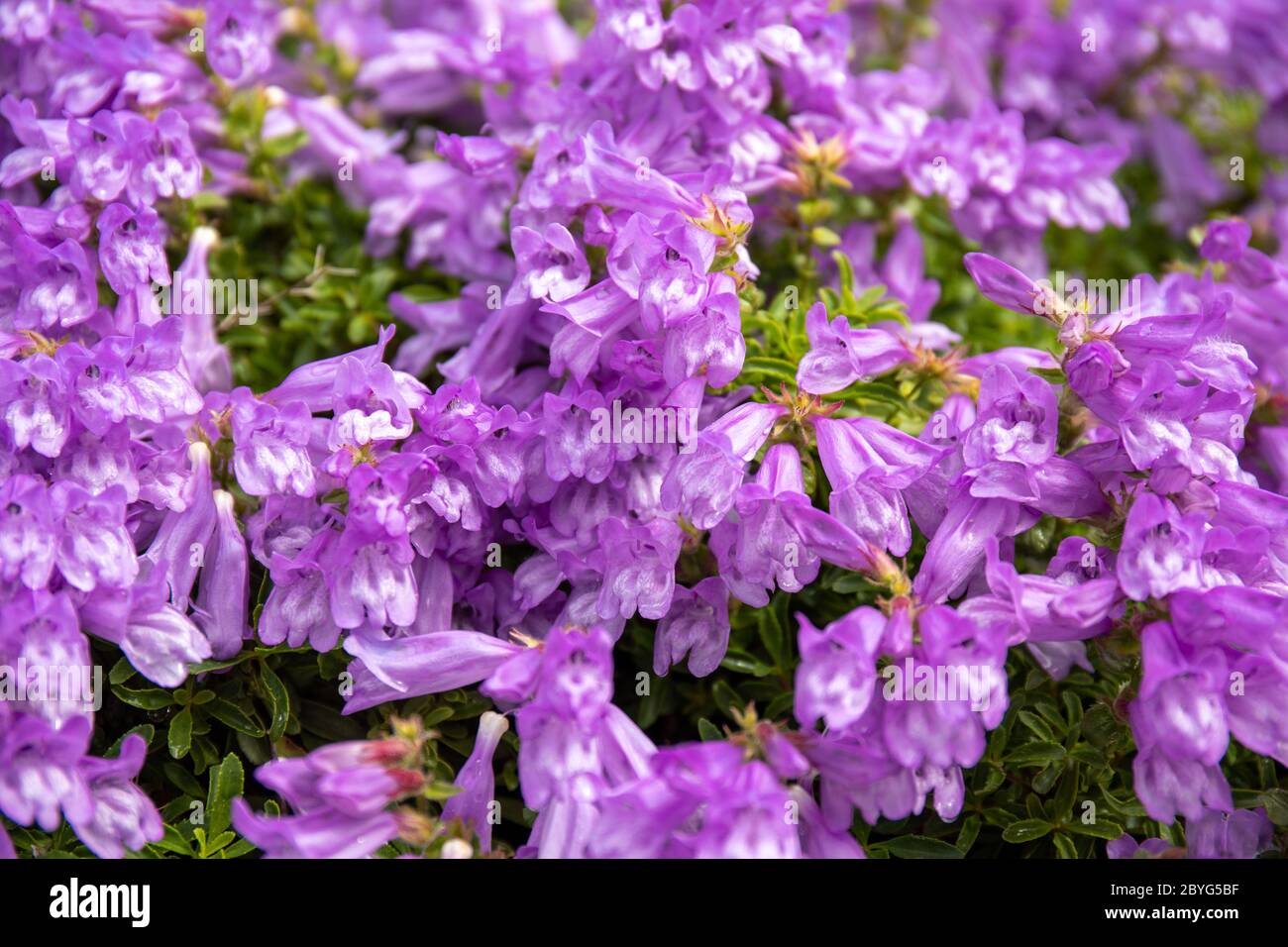 Lila Blüten von Penstemon rydbergii, allgemein bekannt als Rydberg Penstemon oder Wiese penstemon Stockfoto