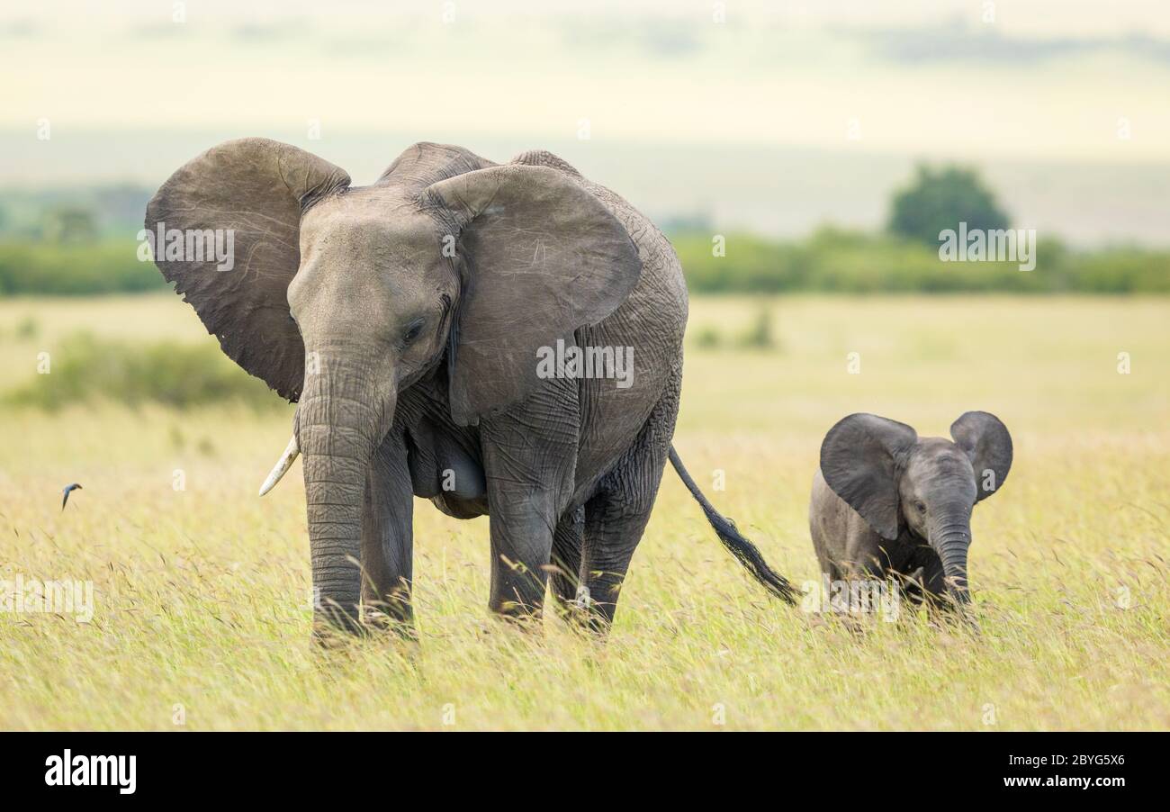 Mutter und Elefantenbaby gehen zusammen mit offenen Ohren in der Masai Mara Ebene Kenia Stockfoto