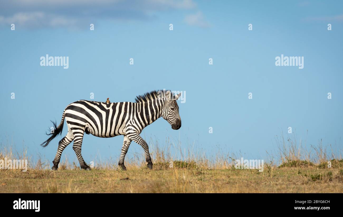 Horizontaler Ganzkörper eines erwachsenen männlichen Zebras, das mit rotem abgerechneten Ochsenpecker auf dem Rücken in sonnigem warmem Licht in Masai Mara Kenia geht Stockfoto