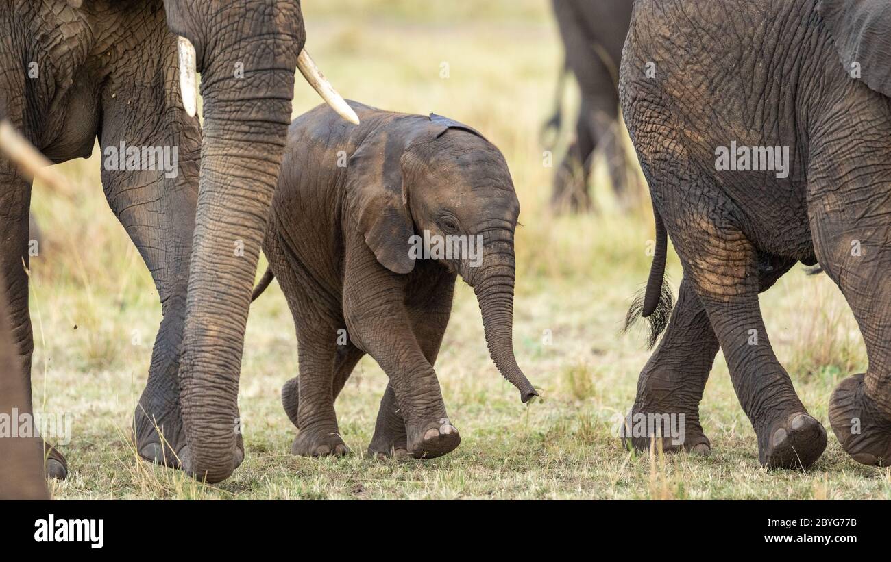 Ein kleiner Elefantenbaby mit einem kleinen Rüssel, der unter anderen Elefanten in der Herde läuft Stockfoto