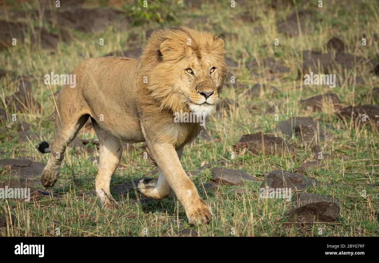 Ein gesunder Löwe sieht aufmerksam aus und läuft über die felsige und grasbewachsene Gegend in Masai Mara Kenia Stockfoto