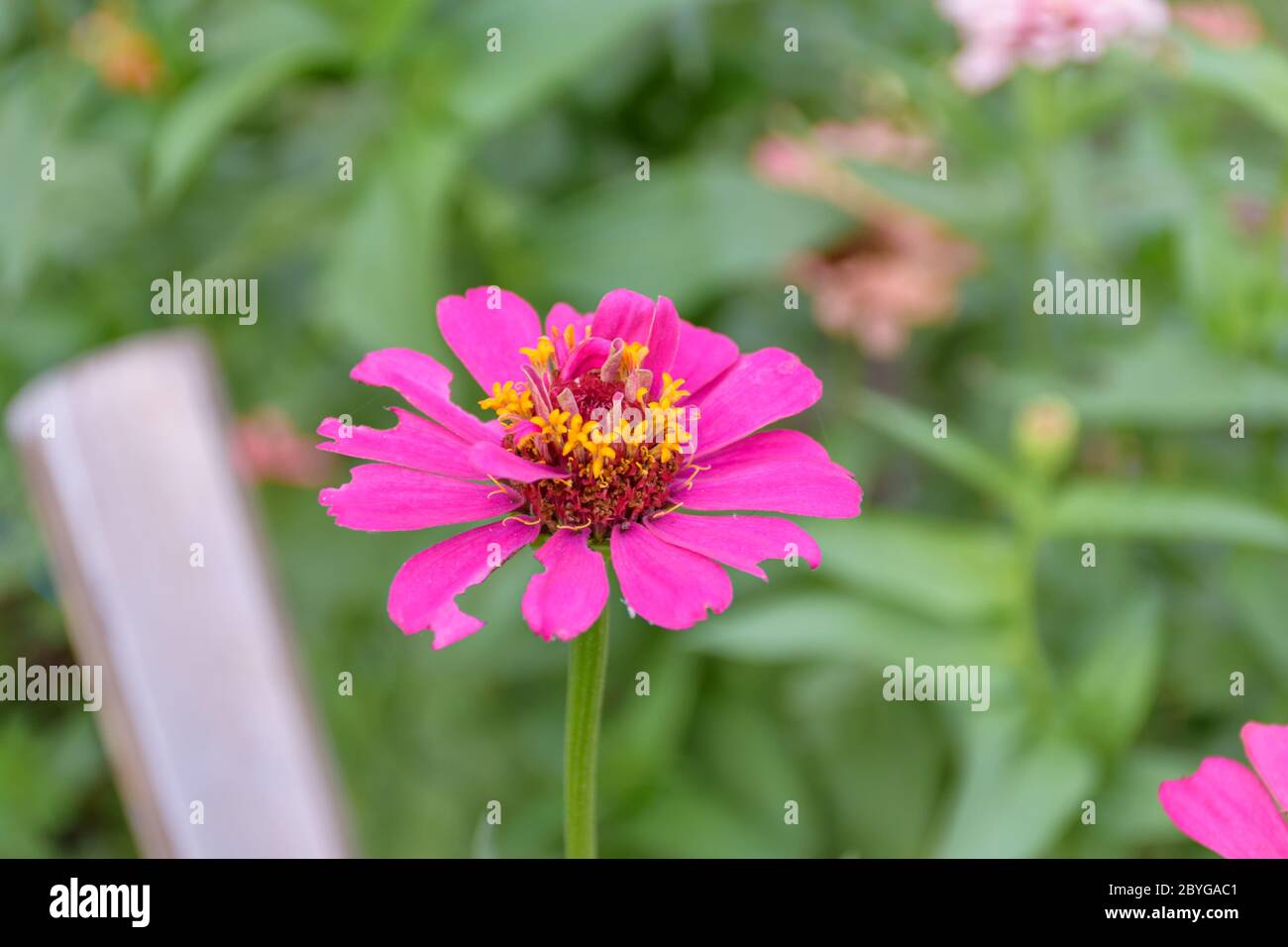 Nahaufnahme Bild der gewöhnlichen Zinnia Blume mit verschwommenem Hintergrund (Selektiver Fokus) Stockfoto
