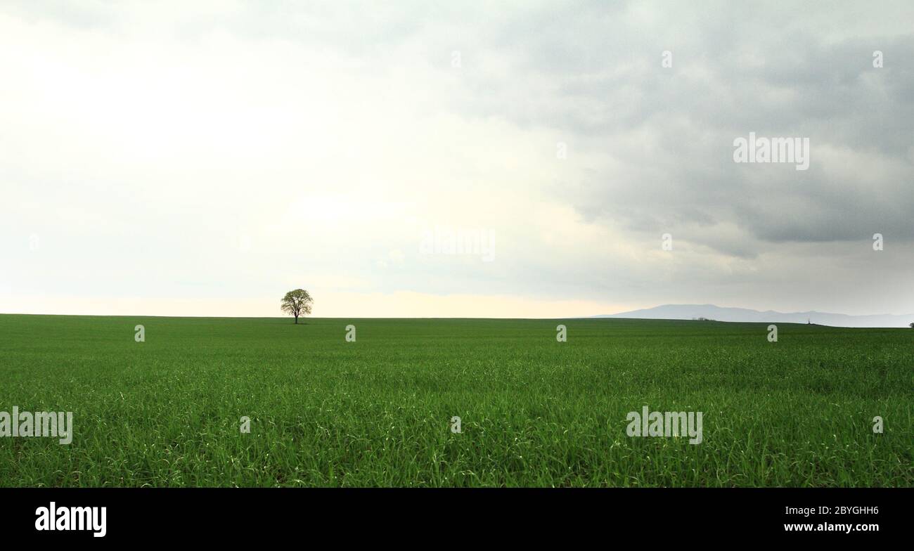 Grüner Baum in voller Blatt in einem Feld-Sommer Stockfoto