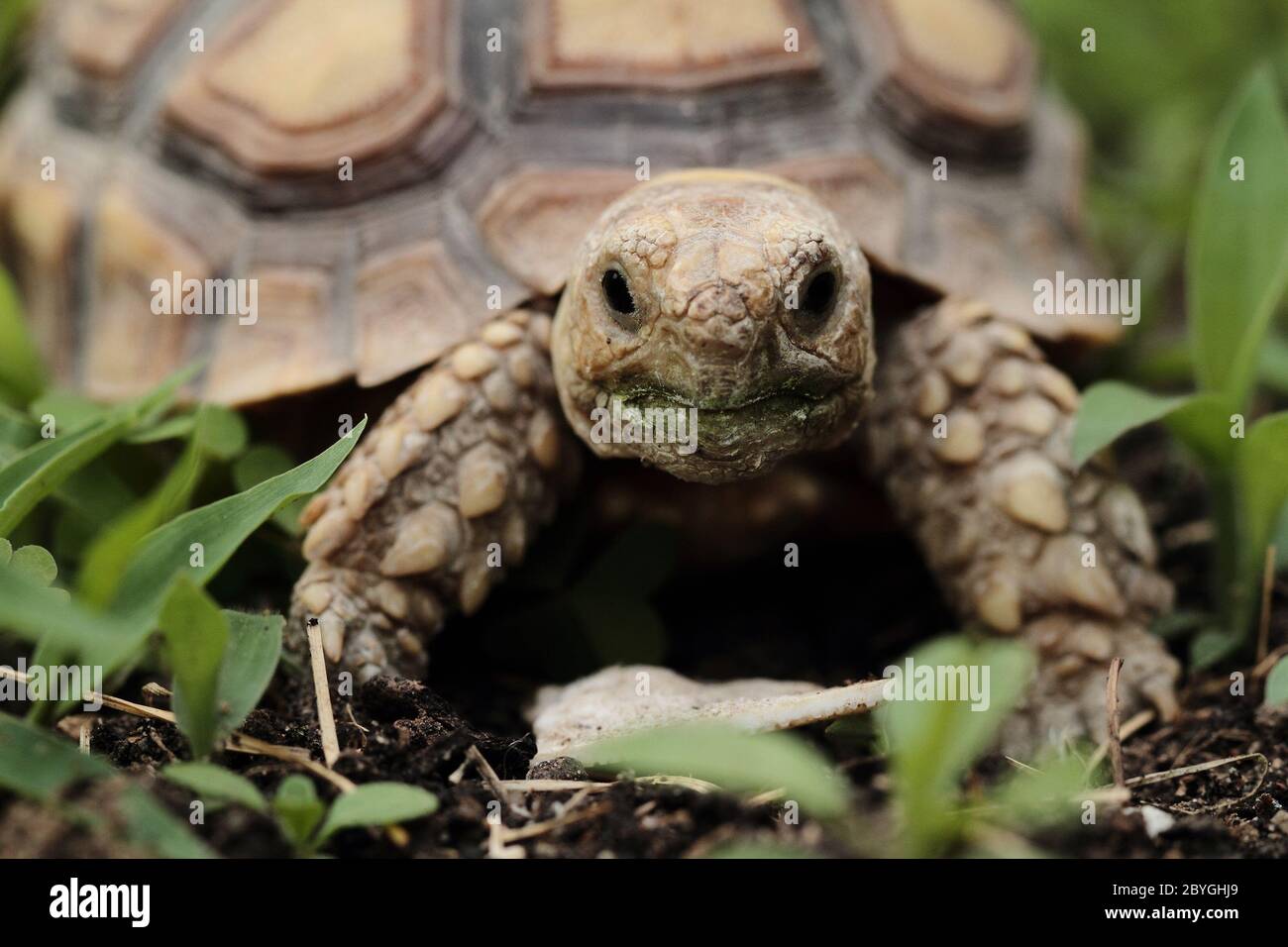 Afrikanische Schuppenschildkröte (Geochelone sulcata) - Makro Stockfoto