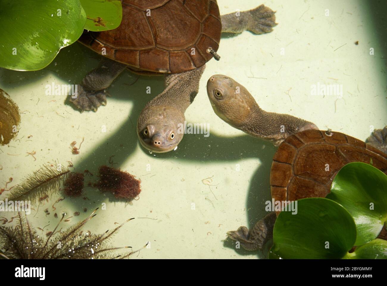Rote Islands endemische Schlangenhalsschildkröten (Chelodina mccordi) an einem zugelassenen Ex-situ-Zuchtort in Jakarta, Indonesien. Stockfoto