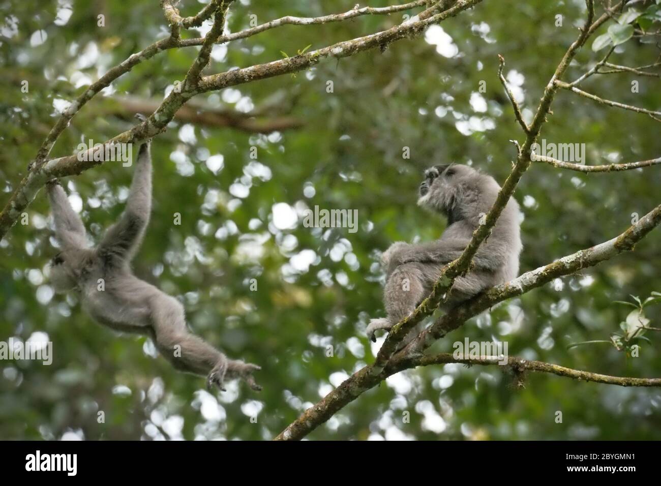 Javanische Gibbons (Hylobates moloch, silvery gibbon) im Gunung Halimun Salak National Park in West Java, Indonesien. Stockfoto