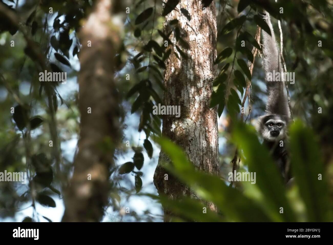 Ein javischer Gibbon (Hylobates moloch, silbrig gibbon) starrt durch Baumblätter im Gunung Halimun Salak National Park in West Java, Indonesien. Stockfoto