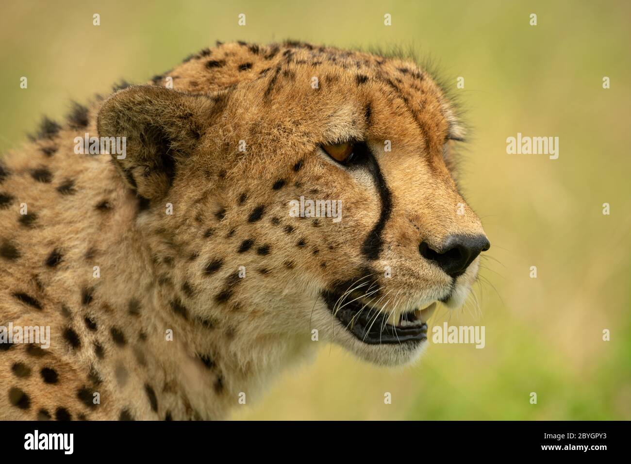 Nahaufnahme der Gepard Kopf mit geöffnetem Mund Stockfoto