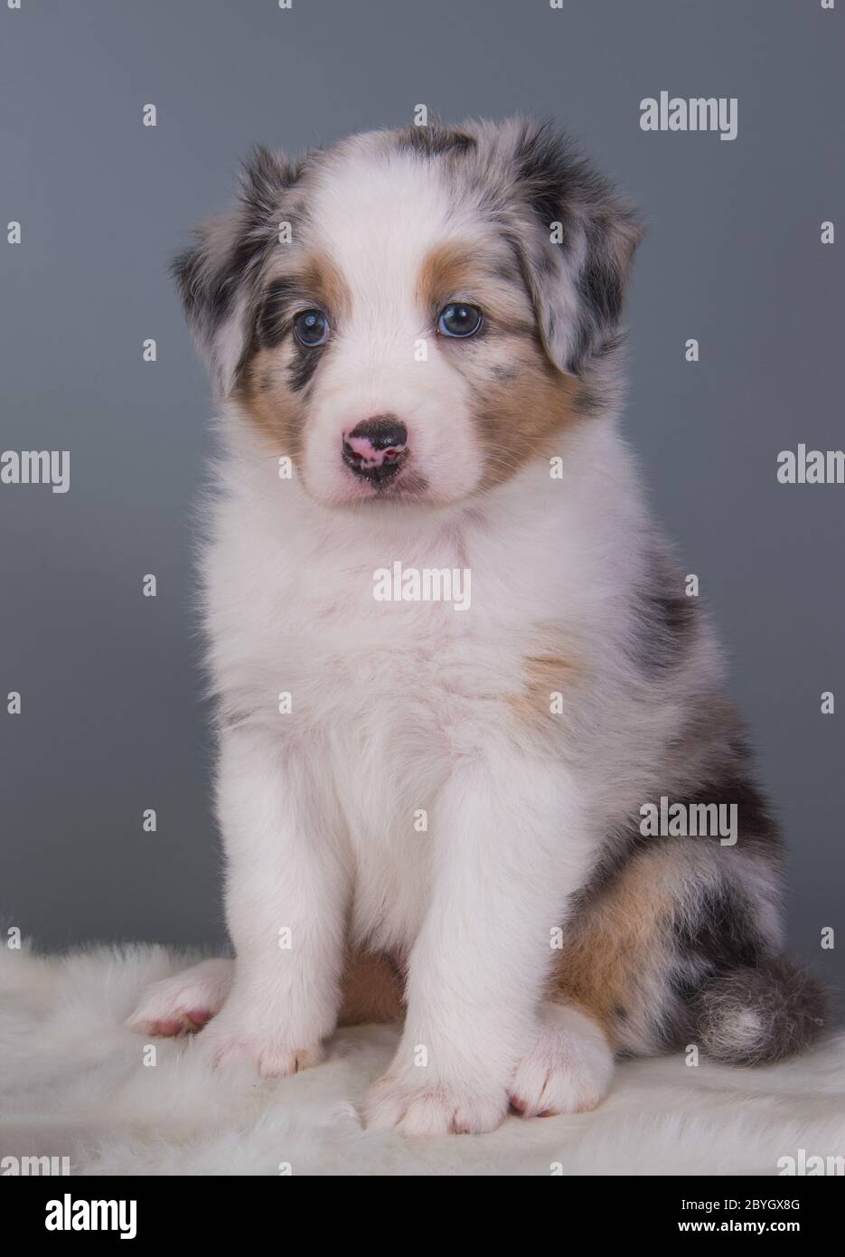 Australian Shepherd Red Merle Portrat Am Wasser Stockfotografie Alamy