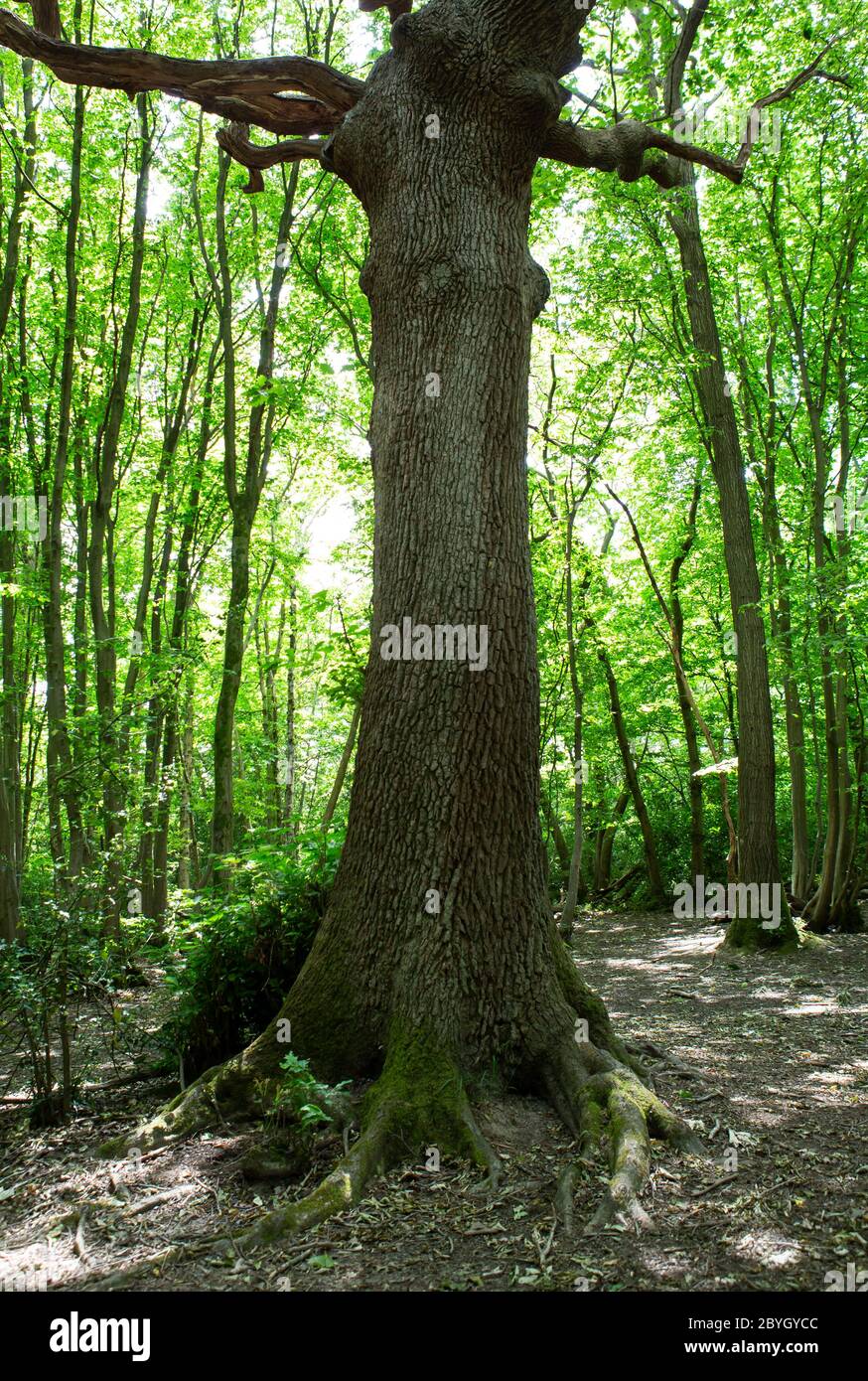 Uralter Baum in einem üppigen Waldgebiet Stockfoto