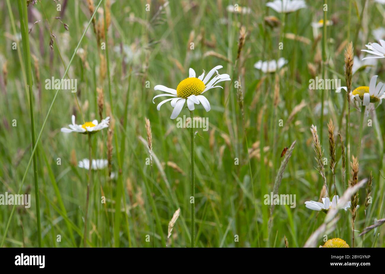 Feld der wilden Oxeye Gänseblümchen Stockfoto