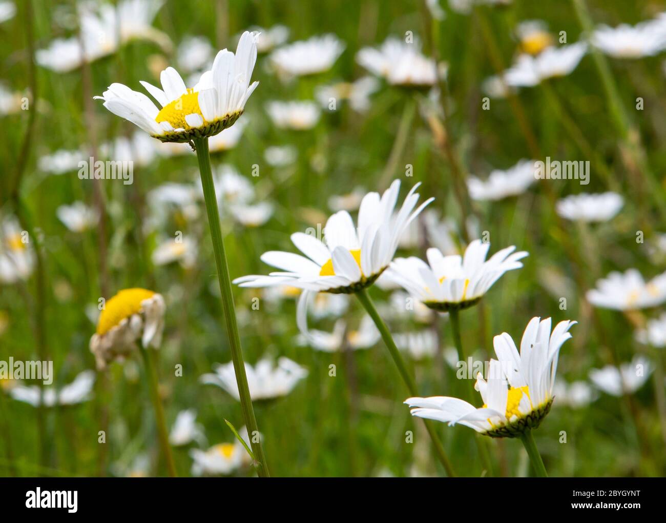 Feld der wilden Oxeye Gänseblümchen Stockfoto