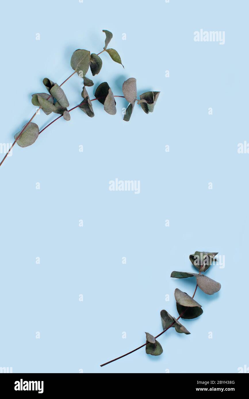 Eukalyptusgespringte auf blauem Hintergrund. Vertikales Bild. Stockfoto