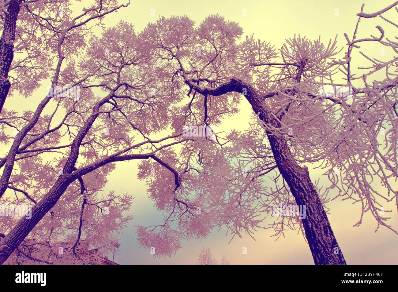 Schneebedeckte Äste, mit Retro-Effekt Stockfoto