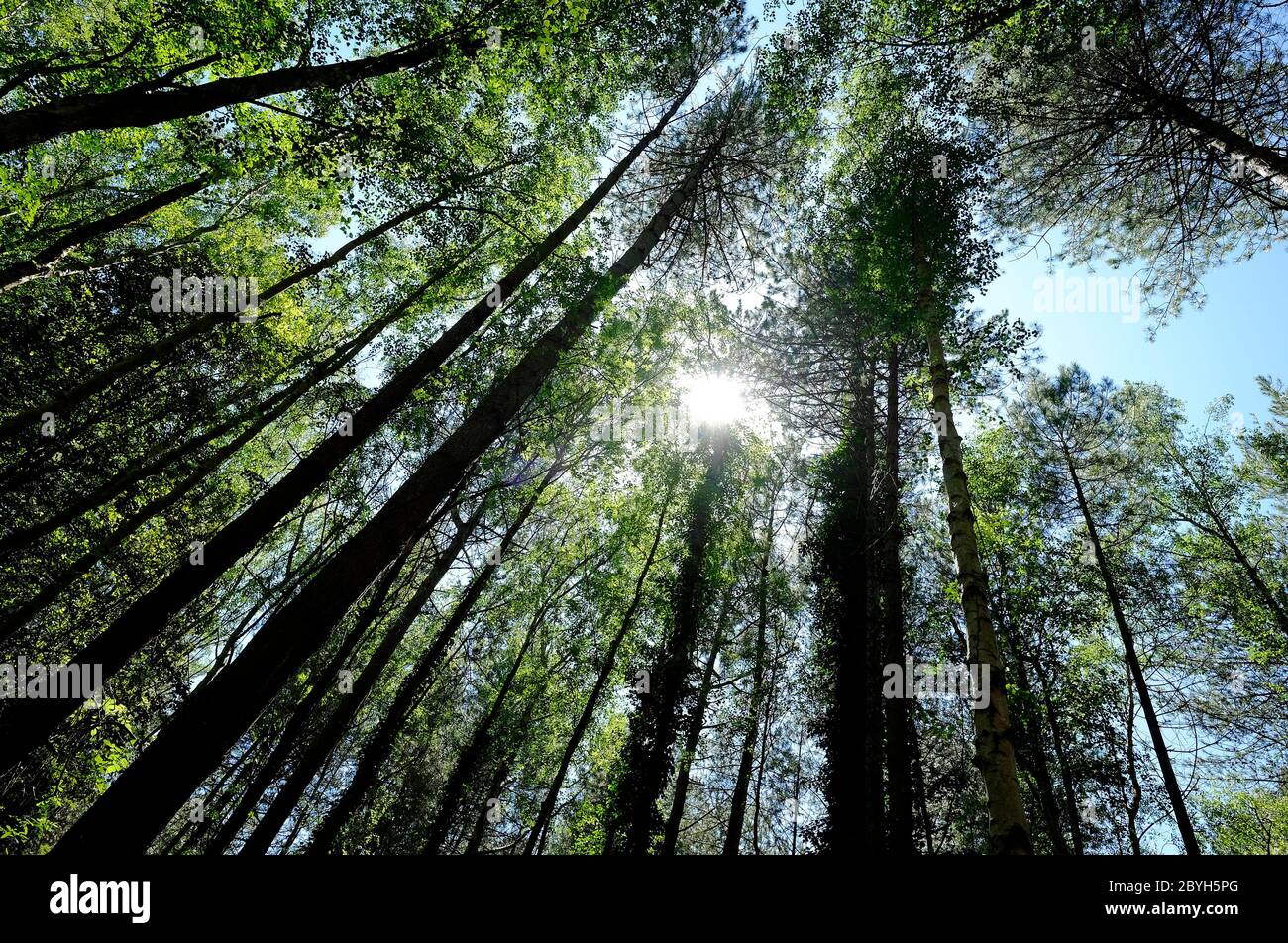 Nadelbäume und Laubbäume in Waldlage, holkham, Nord norfolk, england Stockfoto