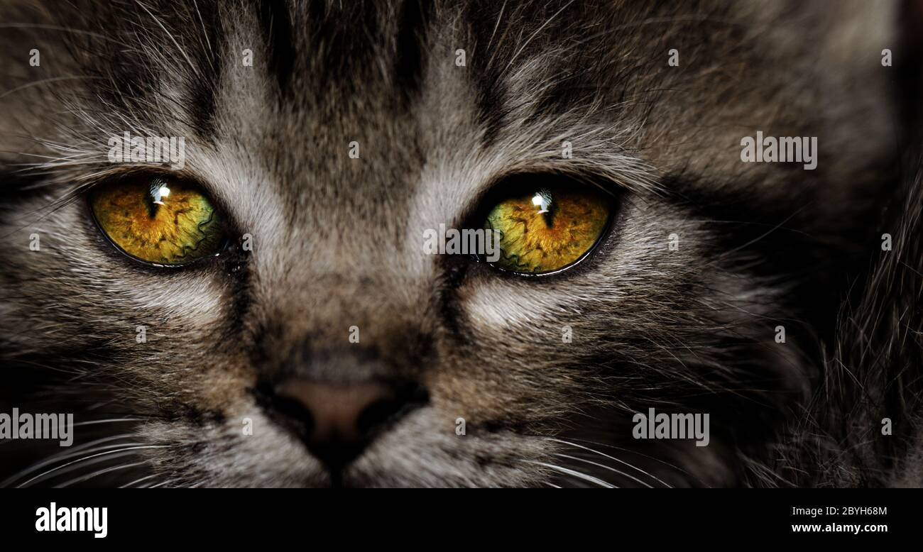 Close-up Portrait von Tabby Haus - gelbe Katzenaugen Stockfoto