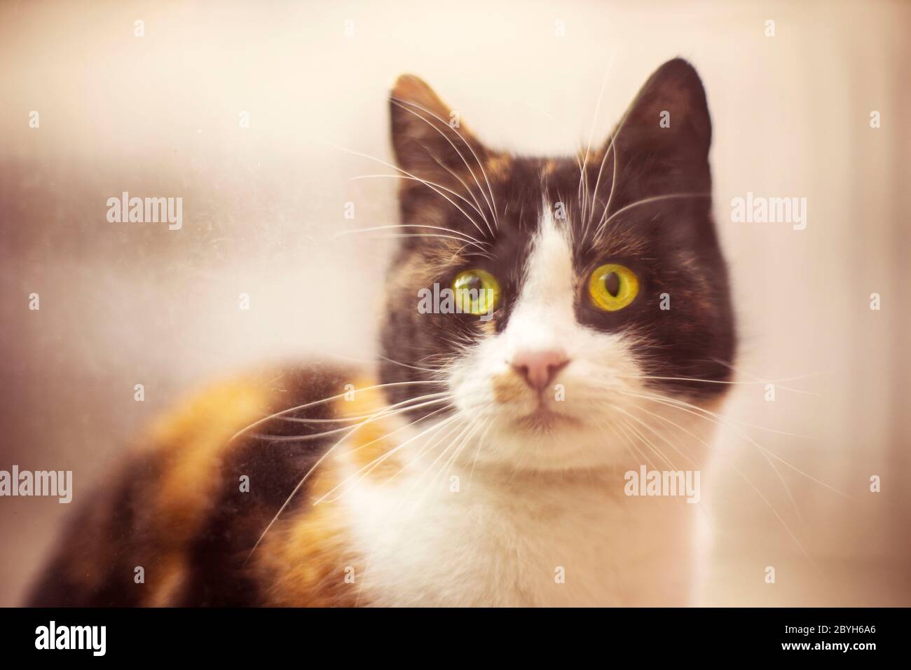 Lustige tricolor Katze Blick breite Augen in das Fenster von der Straße. Stockfoto