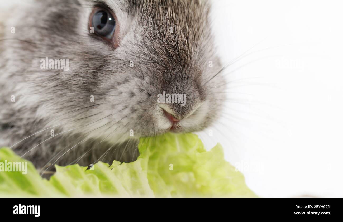 Niedlichen graue Kaninchen Essen grüne Römersalat Stockfoto