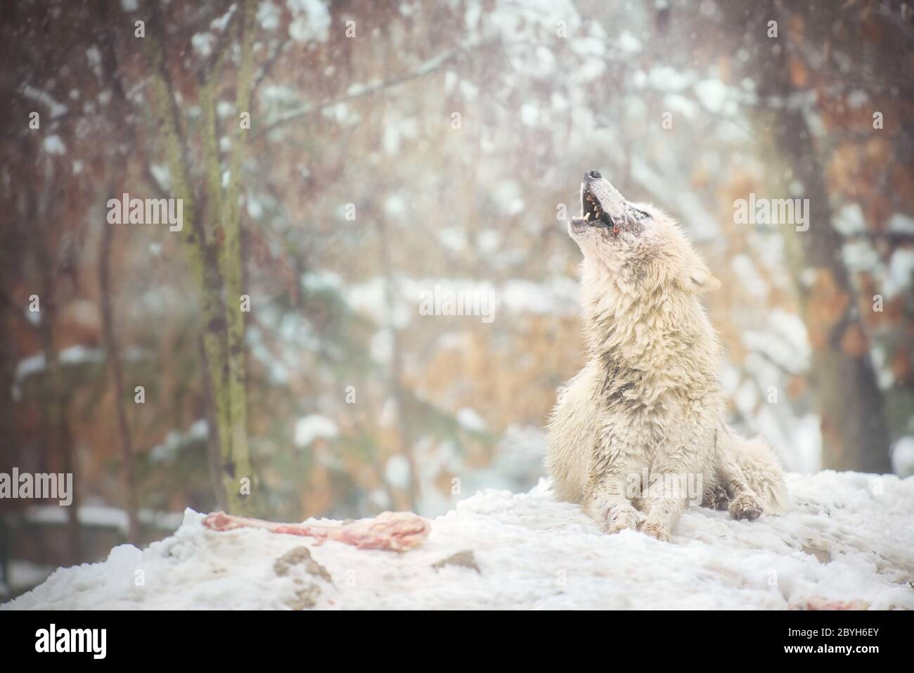 Heulender arktischer Wolf mit Knochen, der auf verschneitem Boden im Zoo Brno liegt. Auch bekannt als der weiße Wolf oder Polarwolf. Stockfoto