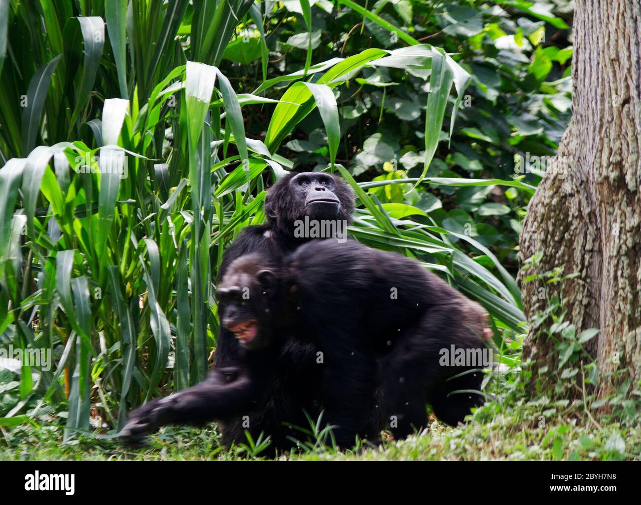 Auch in den Pausen vom Füttern im Laufe des Tages halten Schimpansen viel Kommunikation innerhalb der Truppe und viel Verhalten und Interaktionen aufrecht Stockfoto