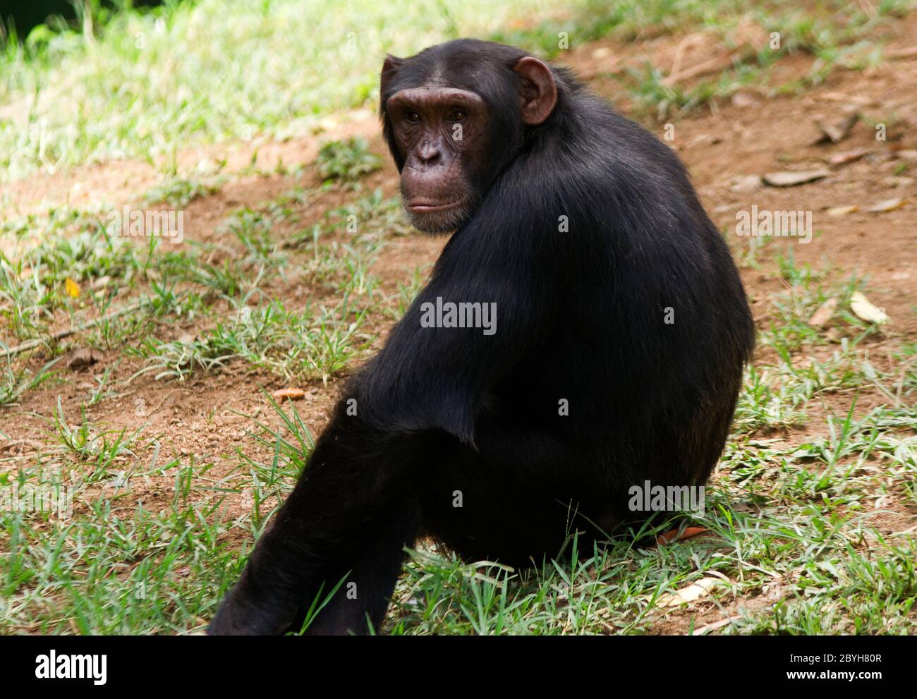 Eine Schimpanse macht eine Pause von der Fütterung mit ihrer Truppe und ruht im Schatten des Waldbaldachins aus der Mittagshitze. Stockfoto