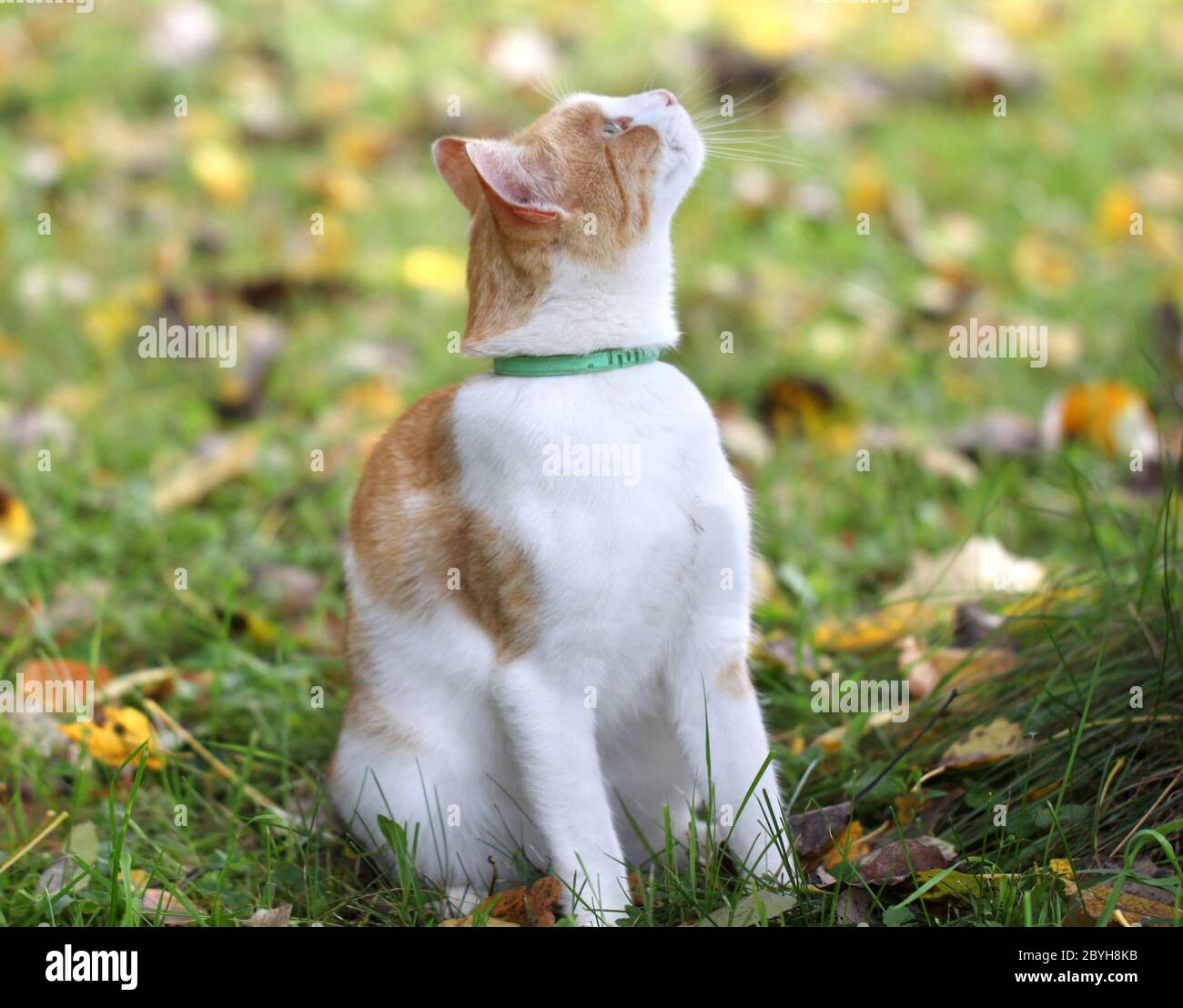 Porträt einer schönen roten Katze Stockfoto