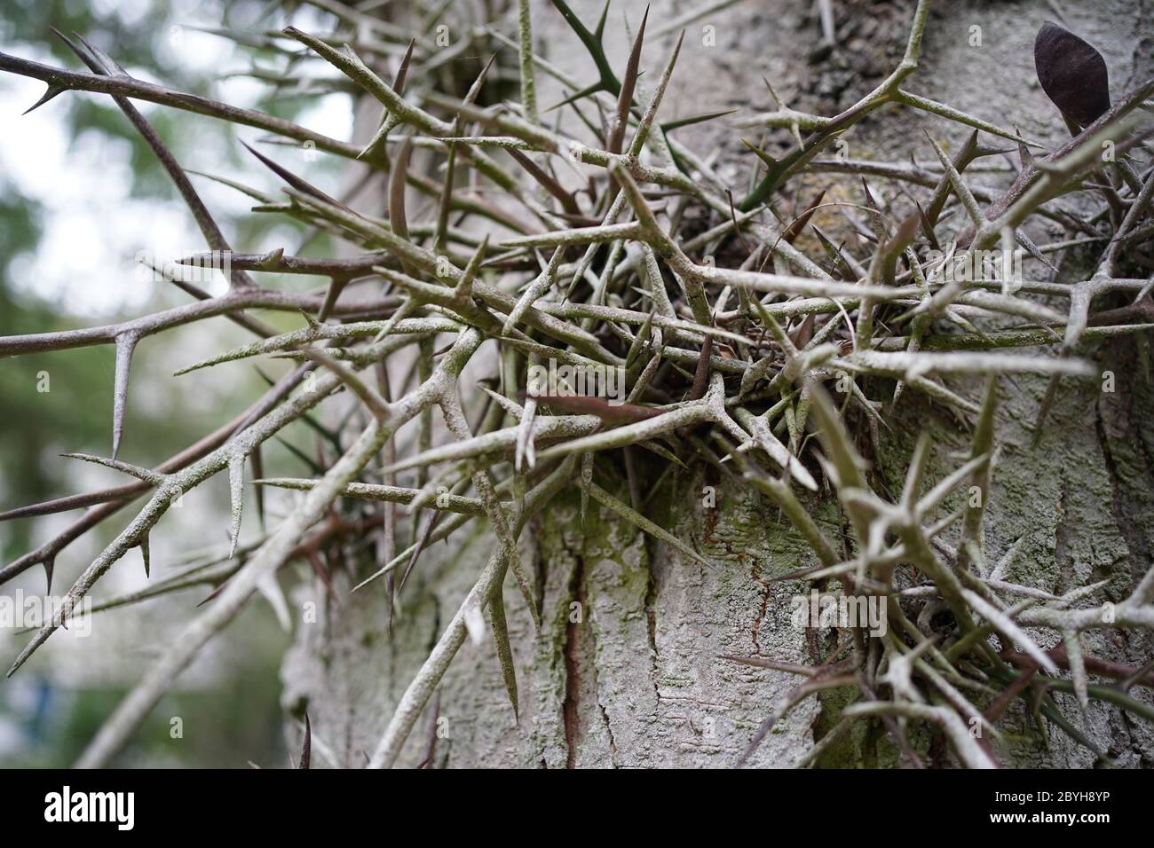 Nahaufnahme der Dornen der Honigheuschrecke (Gleditsia), einer Baumgattung der Familie Fabaceae, Unterfamilie Caesalpinioideae, die in Nordamerika und Asien beheimatet ist. Stockfoto