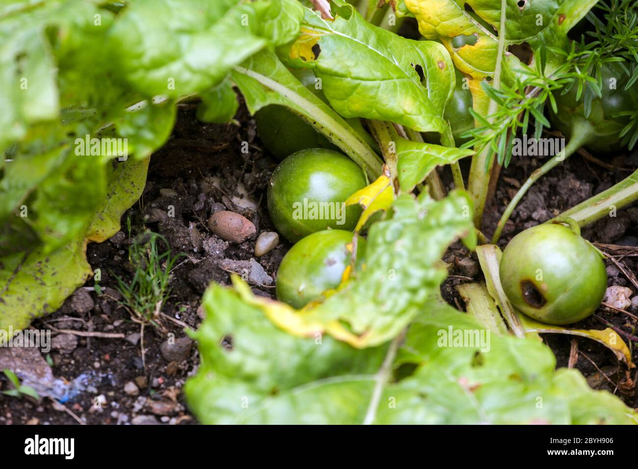 Mandragora officinarum Mandrake Frucht, verblassende Pflanze und reifende Früchte Stockfoto