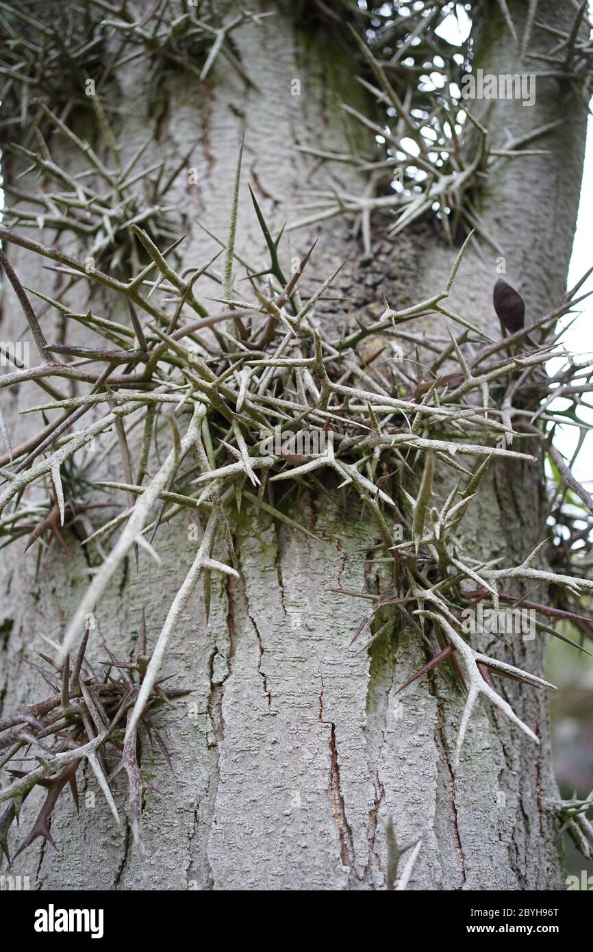 Nahaufnahme der Dornen der Honigheuschrecke (Gleditsia), einer Baumgattung der Familie Fabaceae, Unterfamilie Caesalpinioideae, die in Nordamerika und Asien beheimatet ist. Stockfoto