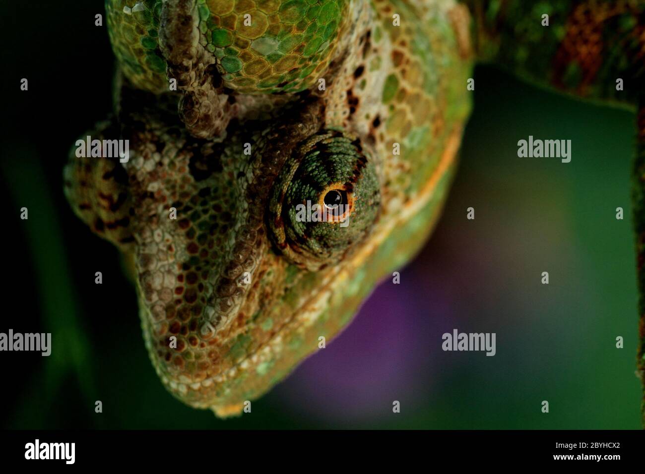 Chamäleon auf dem Blatt (Chamaeleo Calyptratus) Stockfoto