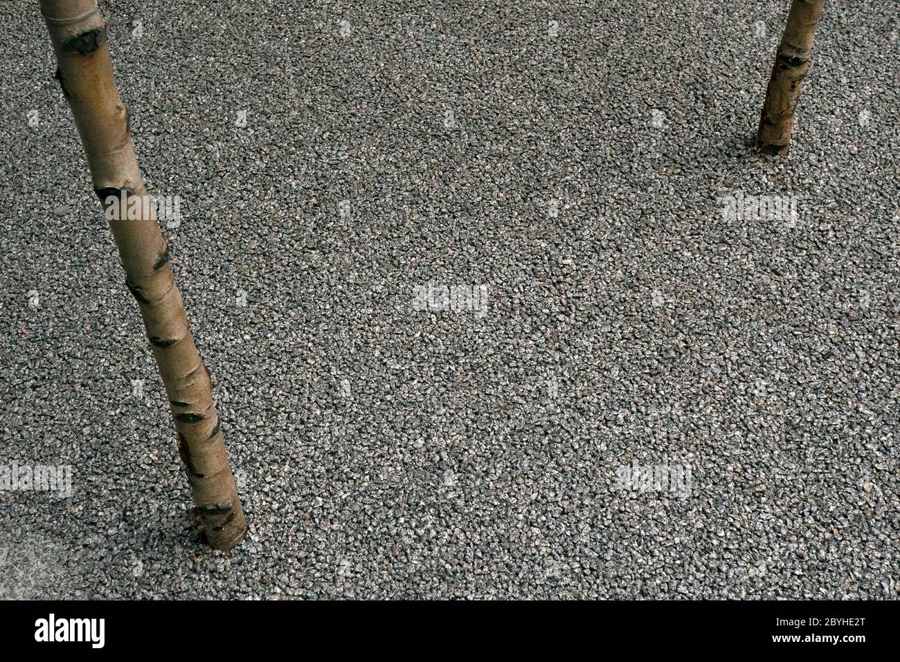 Die Trunks Von Zwei Setzlingen Aus Asphalt Stockfoto