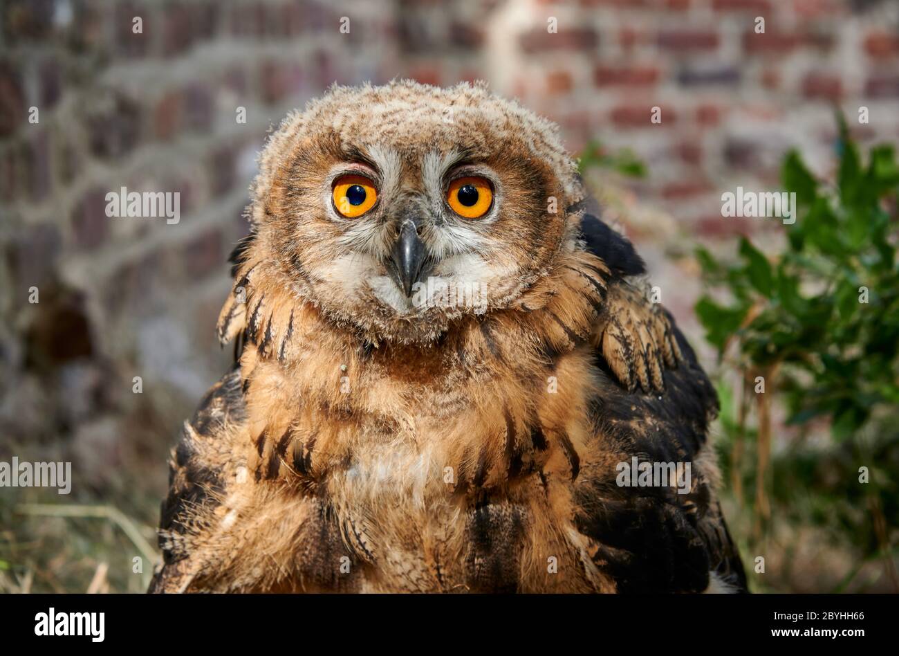 Porträt einer juvenilen eurasischen Adlereule (Bubo bubo), Heinsberg, Nordrhein-Westfalen, Deutschland Stockfoto