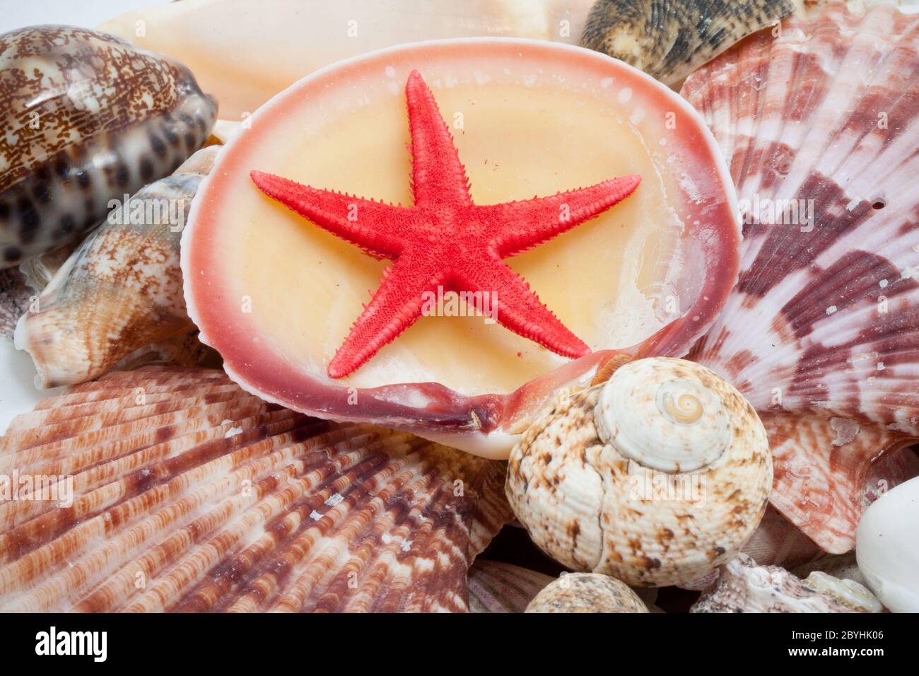 Muscheln Stockfoto