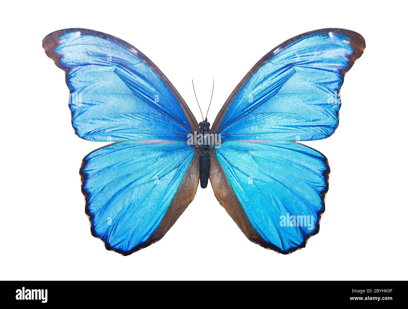 Schmetterling Morpho Didius Stockfoto