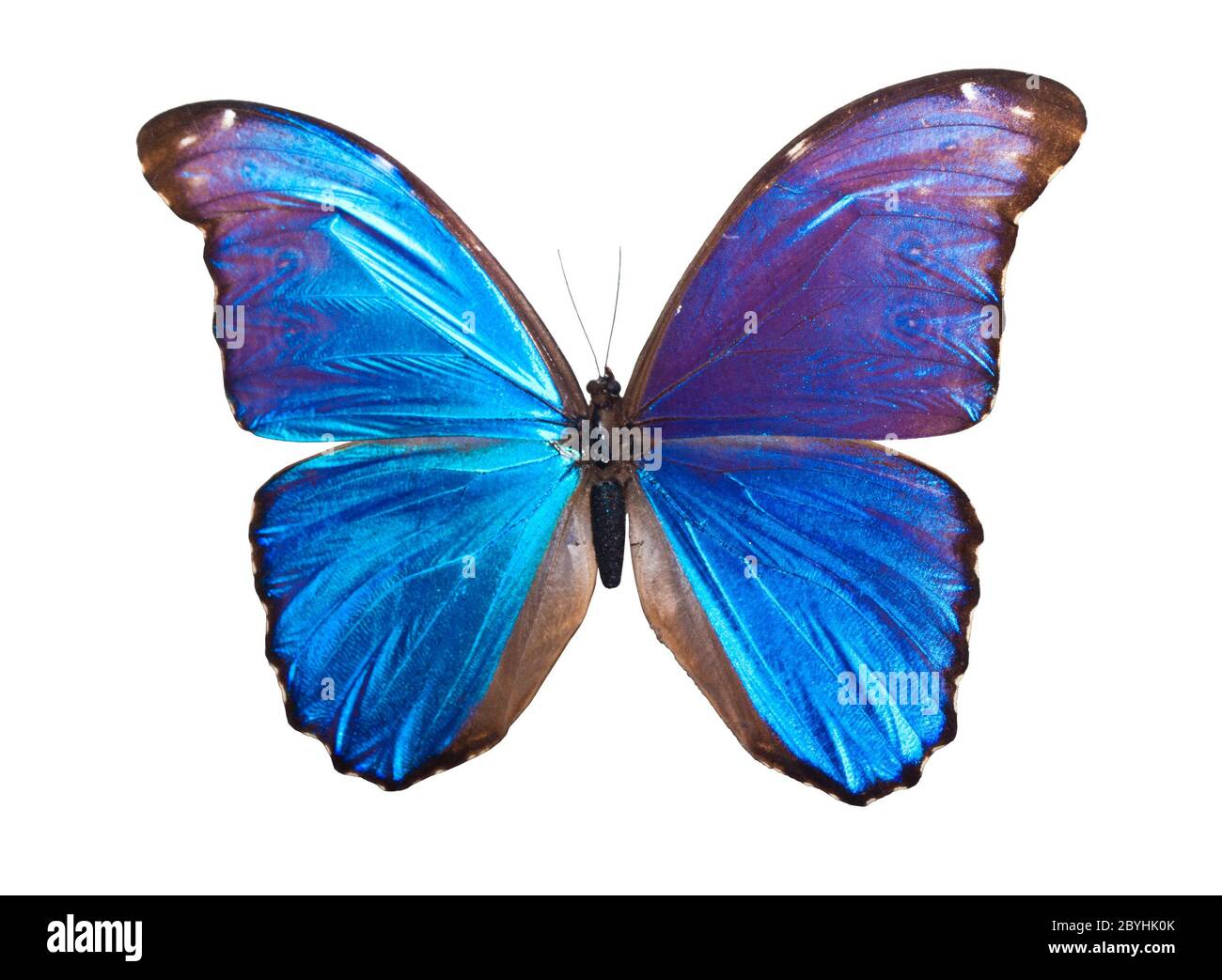 Schmetterling Morpho Didius Stockfoto