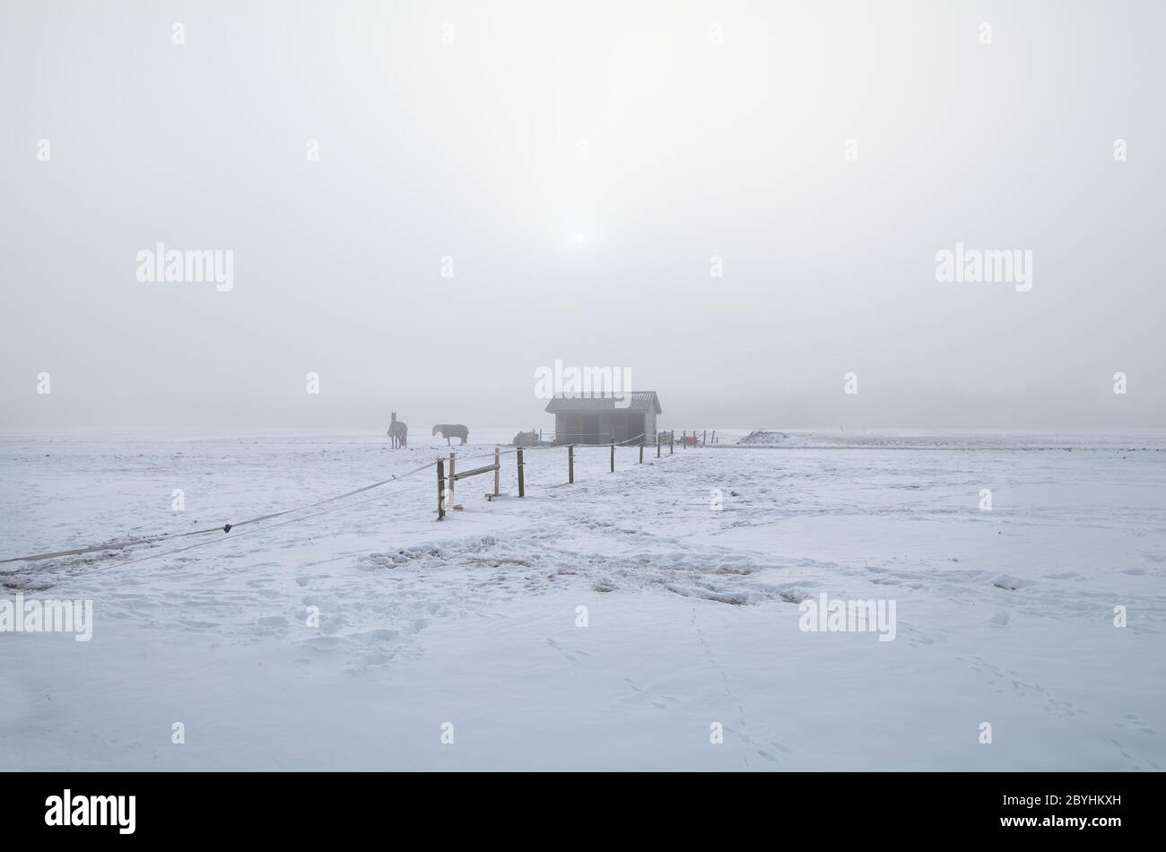 Pferde auf der winterverschneiten Weide in nebligen Morgen Stockfoto