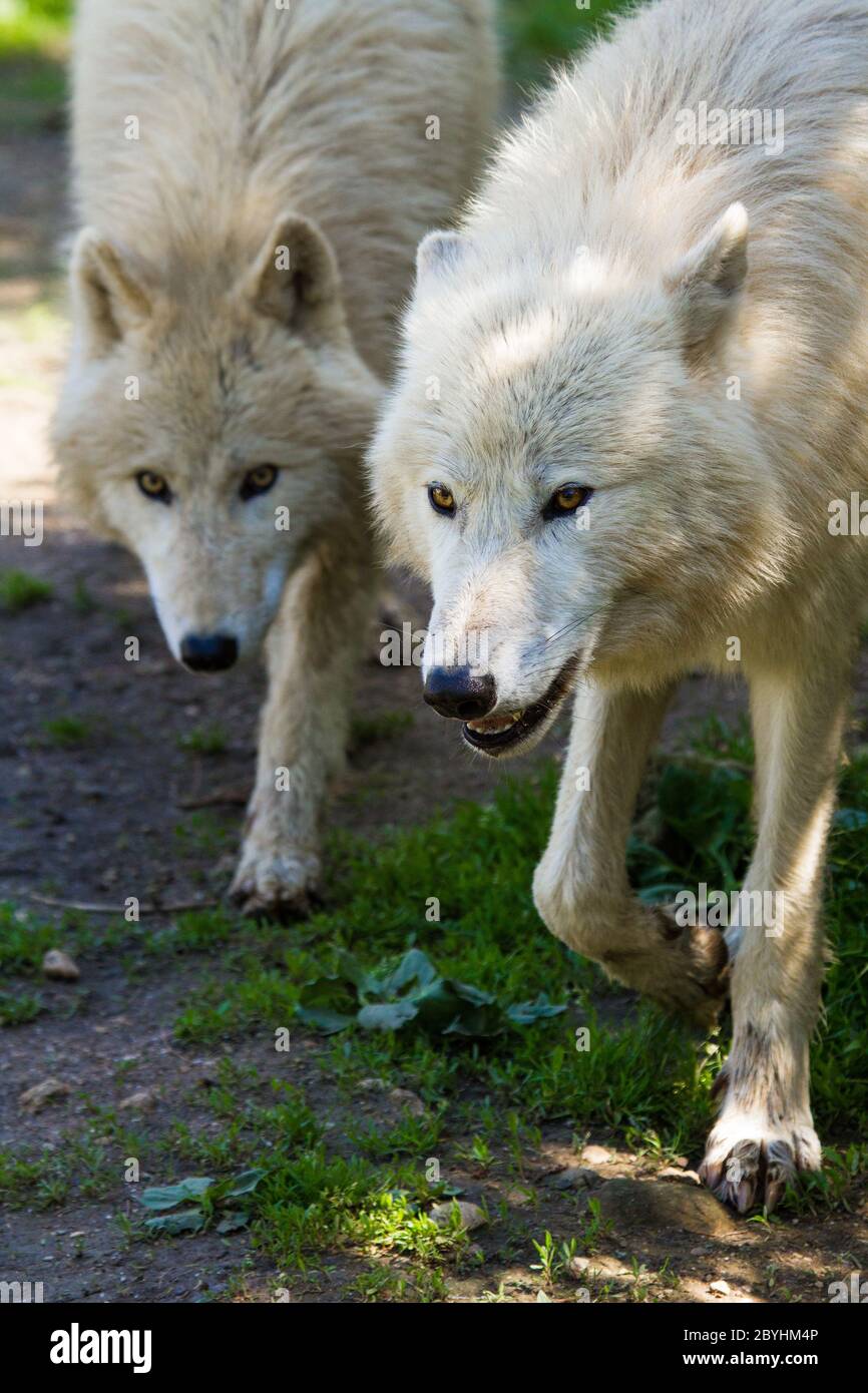 Tier, Tiere, Schlafzimmer, canis, canis lupus arcto Stockfoto