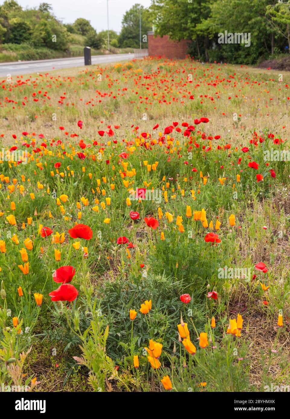 Wilde Blumen auf Grünland in Port Clarence, England, Großbritannien Stockfoto