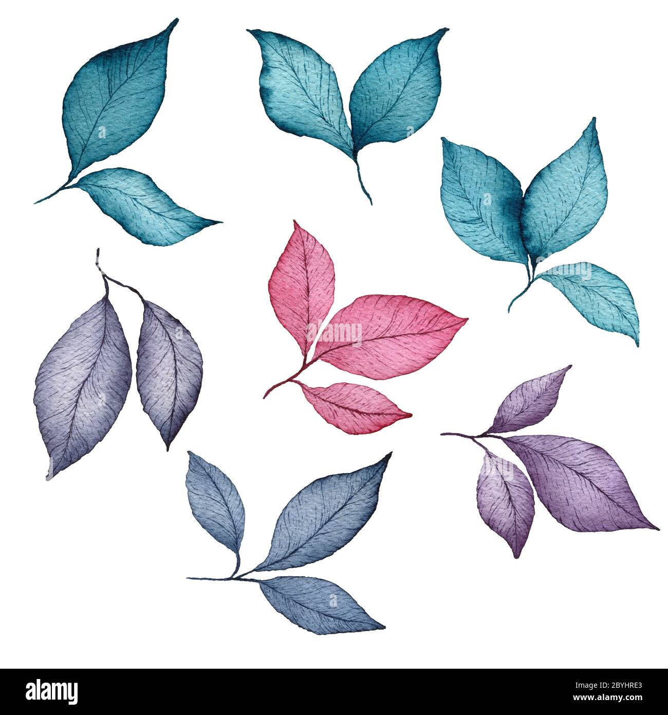 Set von Hand gezeichneten Aquarell-Blätter, Kräuter und Zweige isoliert auf weißen, botanischen Clip Art mit bunten Kräuter-Design-Elemente Stockfoto