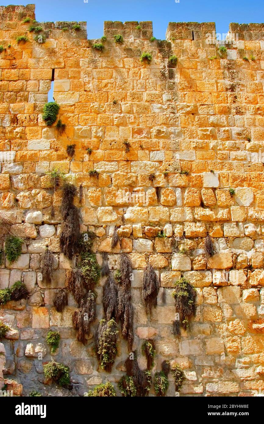 Das Gras, das an einer Wand wächst. Stockfoto