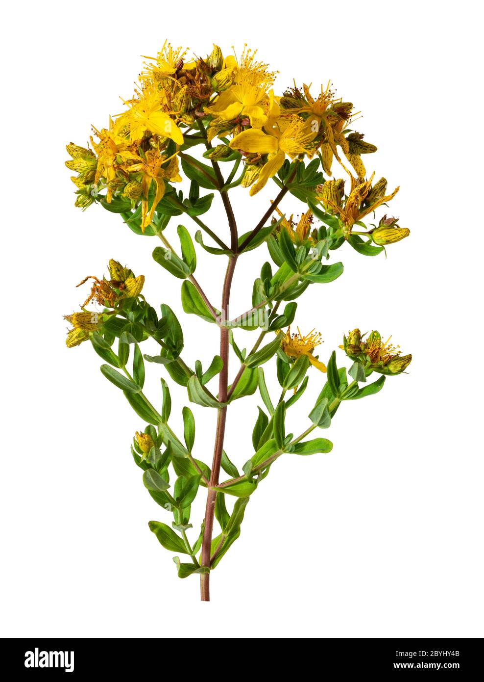 Gelbe, Frühsommerblüten der britischen Wildblume Hypericum perforatum, perforieren Johanniskraut, ein pflanzliches Heilmittel auf weißem Hintergrund Stockfoto