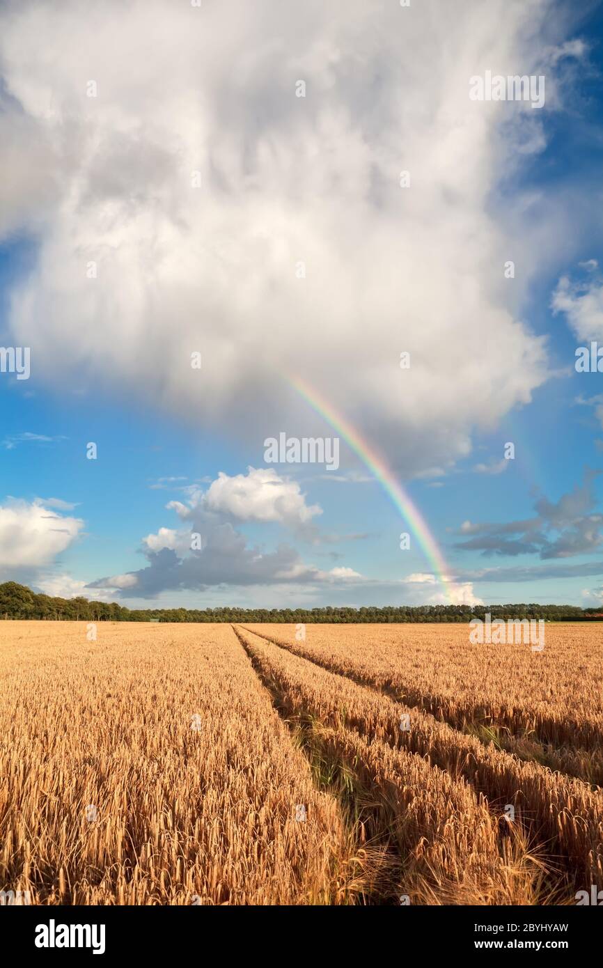 regenbogen auf blauem Himmel über Gerstenfeld Stockfoto