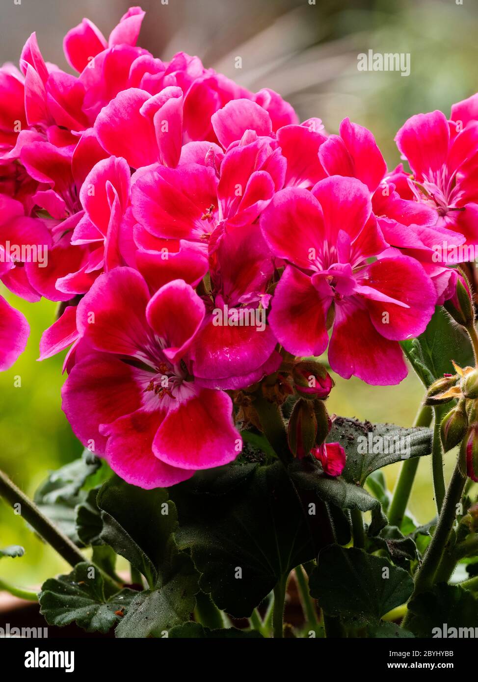 Helle Sommerblumen der zarten Sommercontainerpflanze Pelargonium Tango 'Deep Rose with Eye' Stockfoto