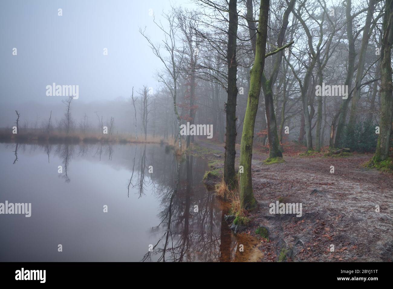 see im Wald und dichten Nebel Stockfoto