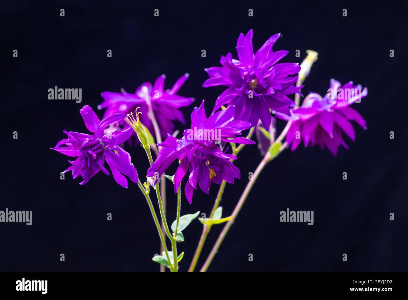 Eine lila Aquilegia, auch bekannt als Oma's Bonnet oder Columbine Blume vor einem dunklen Hintergrund. Stockfoto